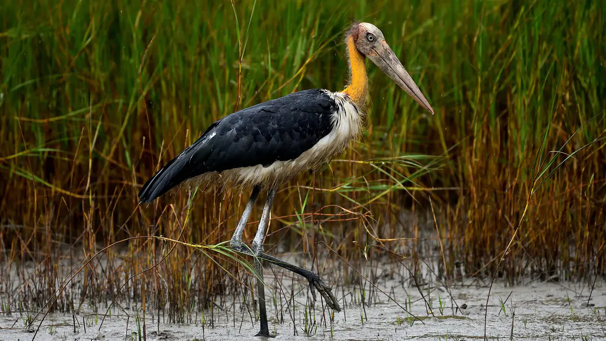 Lesser Adjutant Stork
