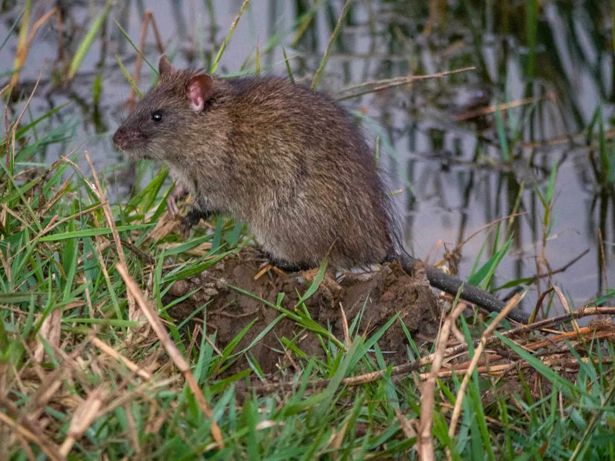 Lesser bandicoot rat