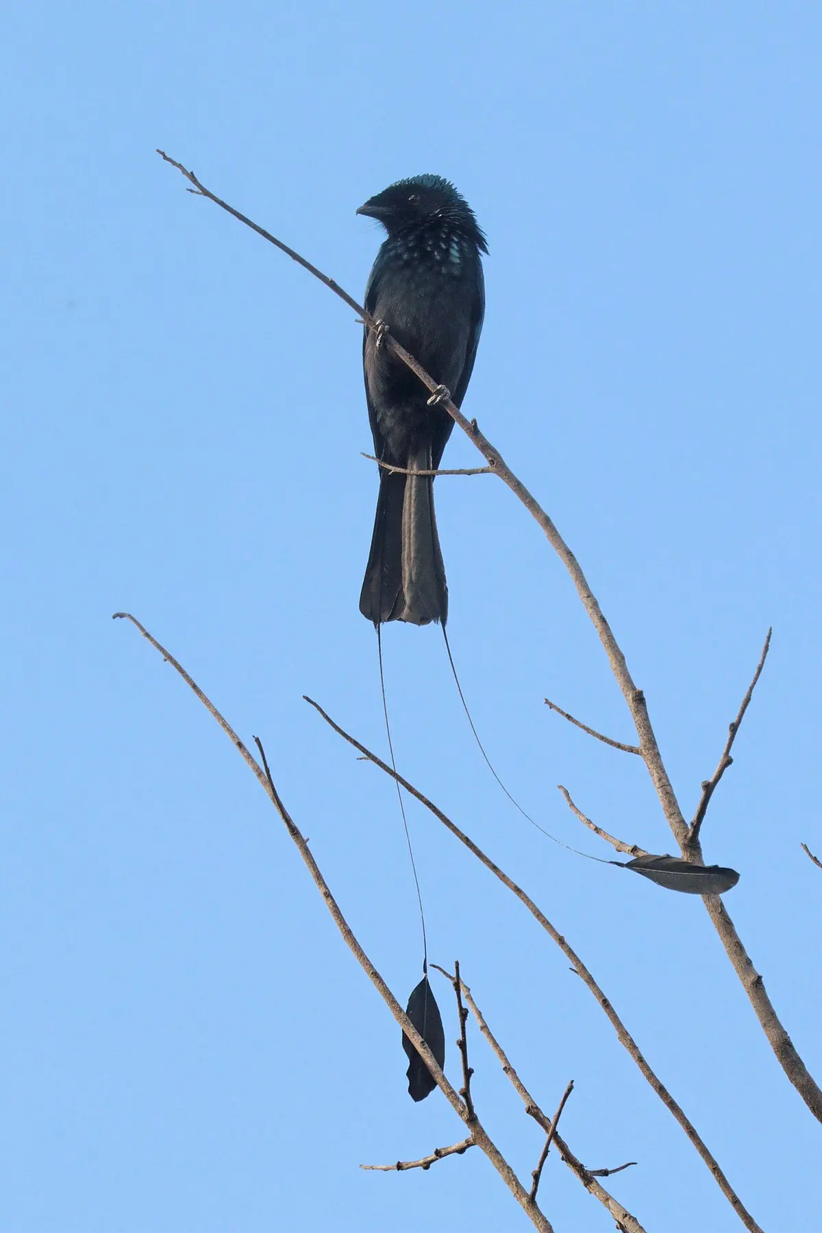 Lesser Racket-tailed Drongo