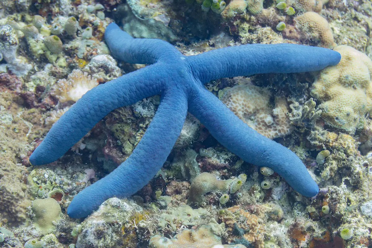 Linckia laevigata