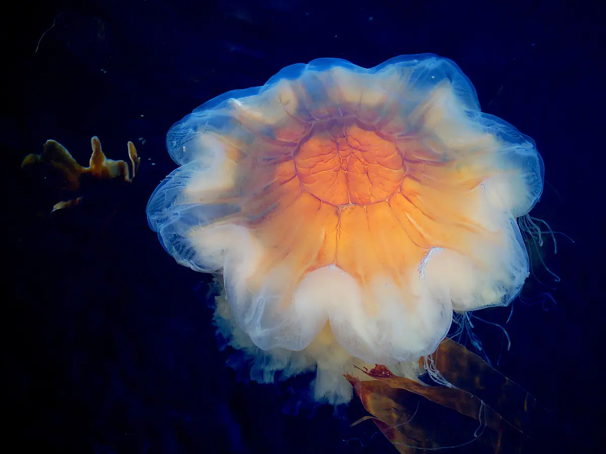 Lion's Mane Jellyfish