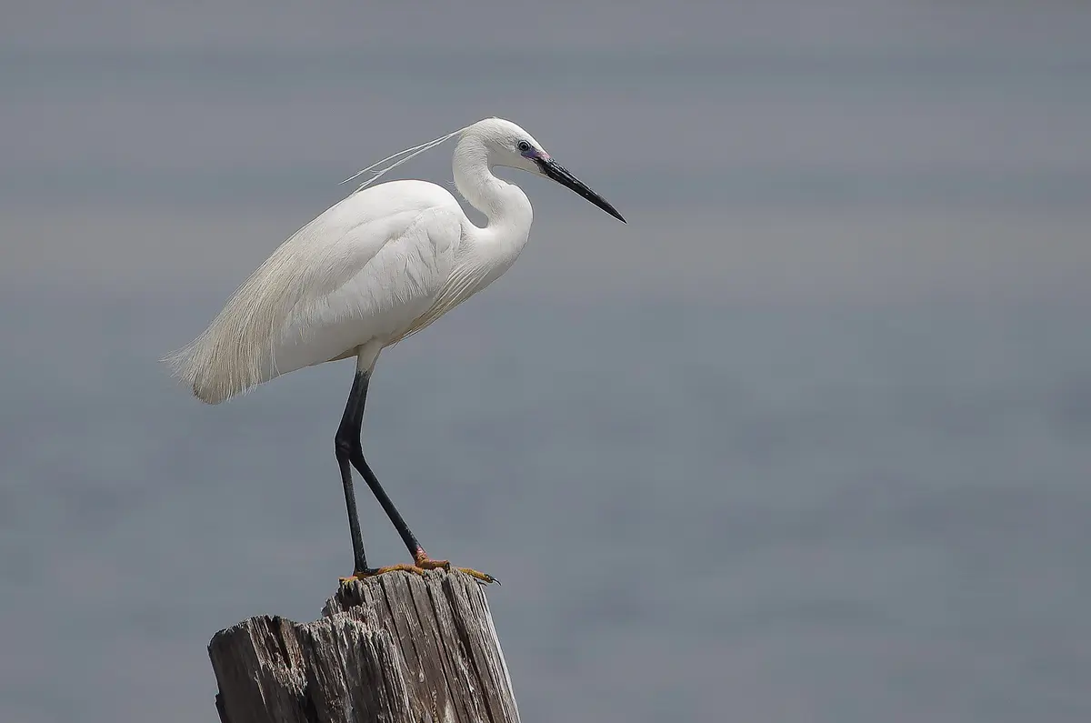 Little Egret