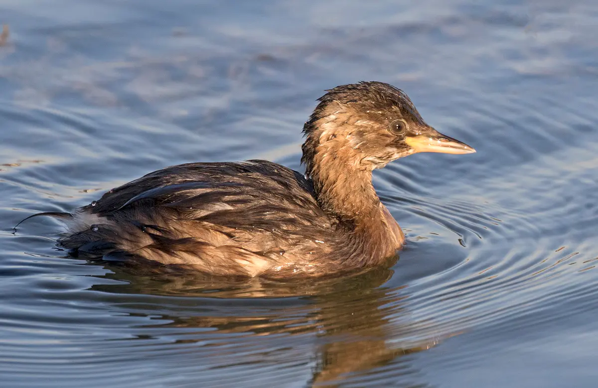 Little Grebe
