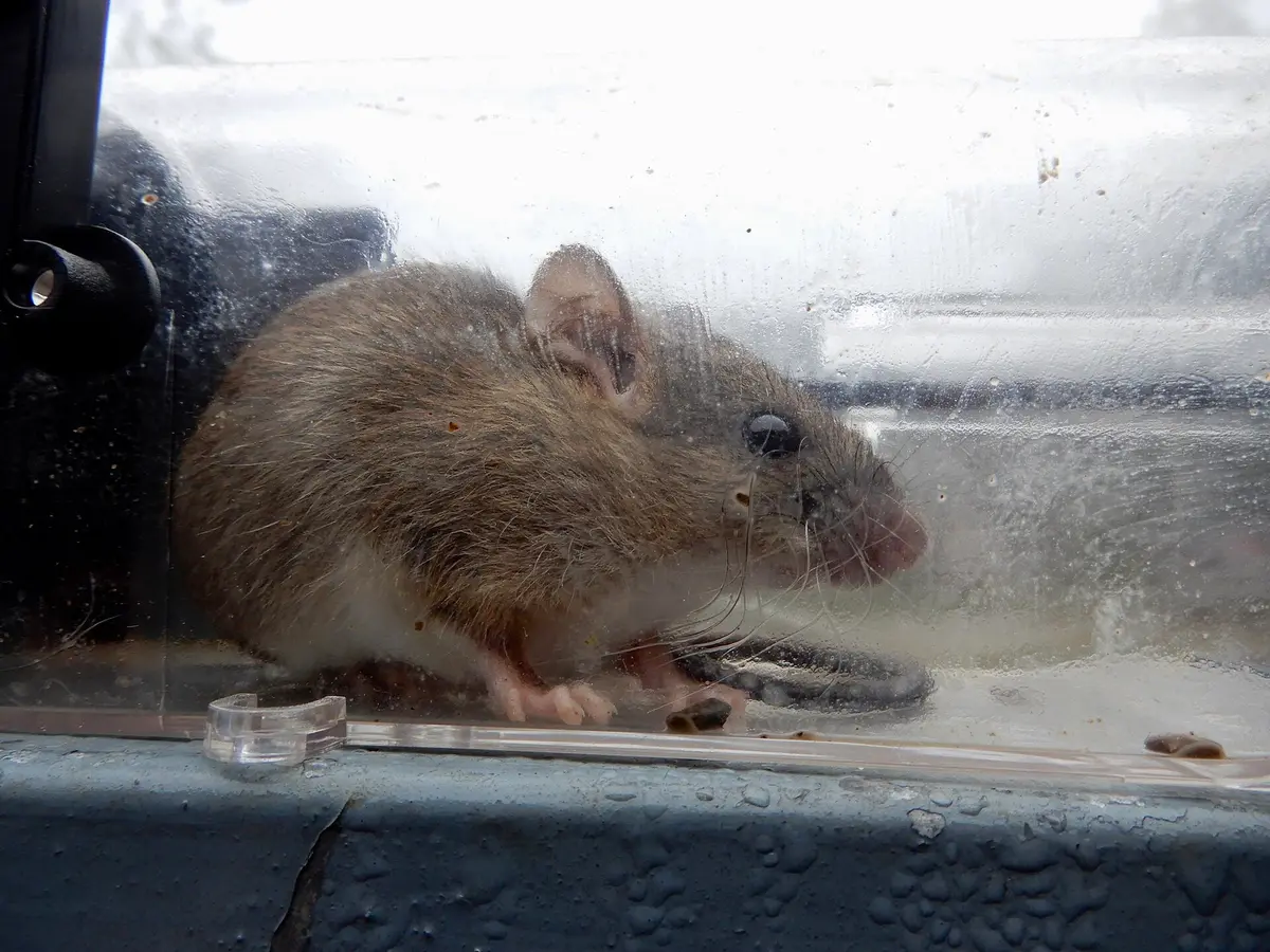 Little Indian field mouse