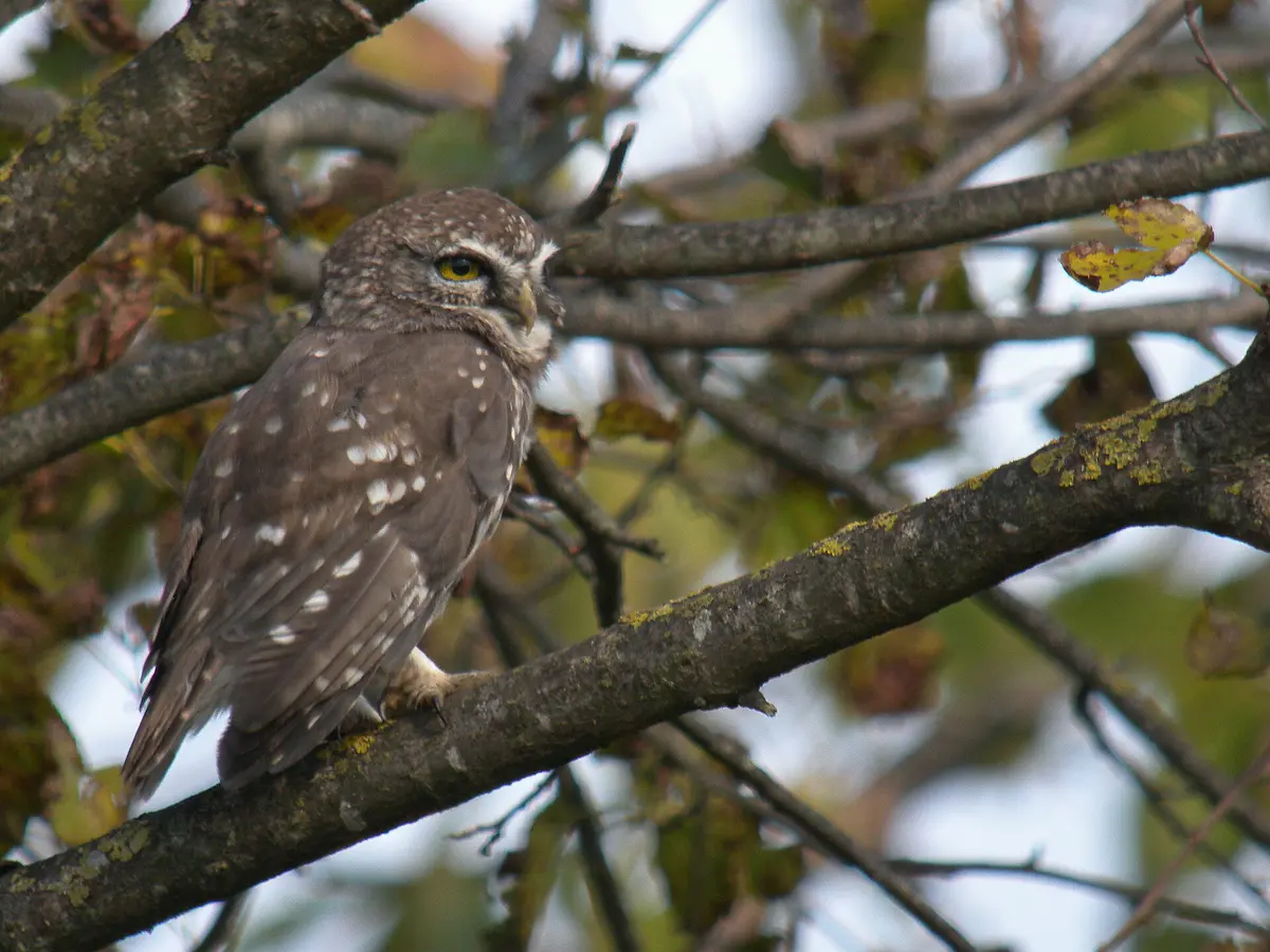 Little Owl