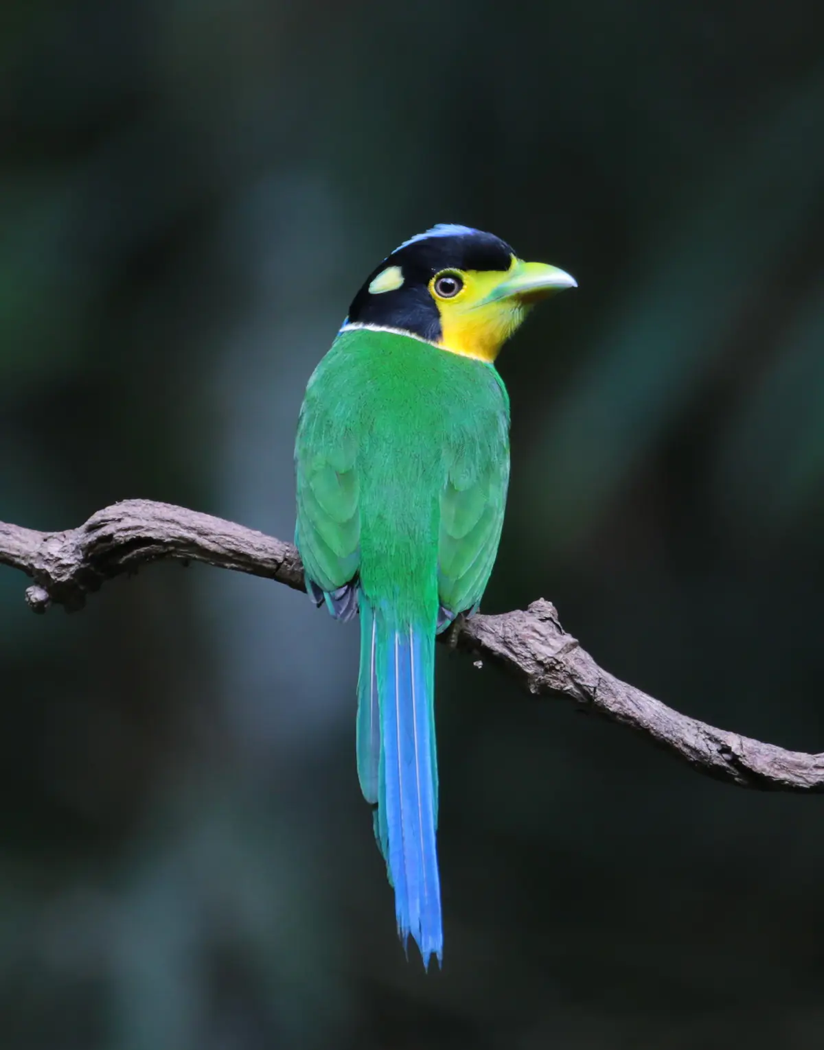 Long-tailed Broadbill