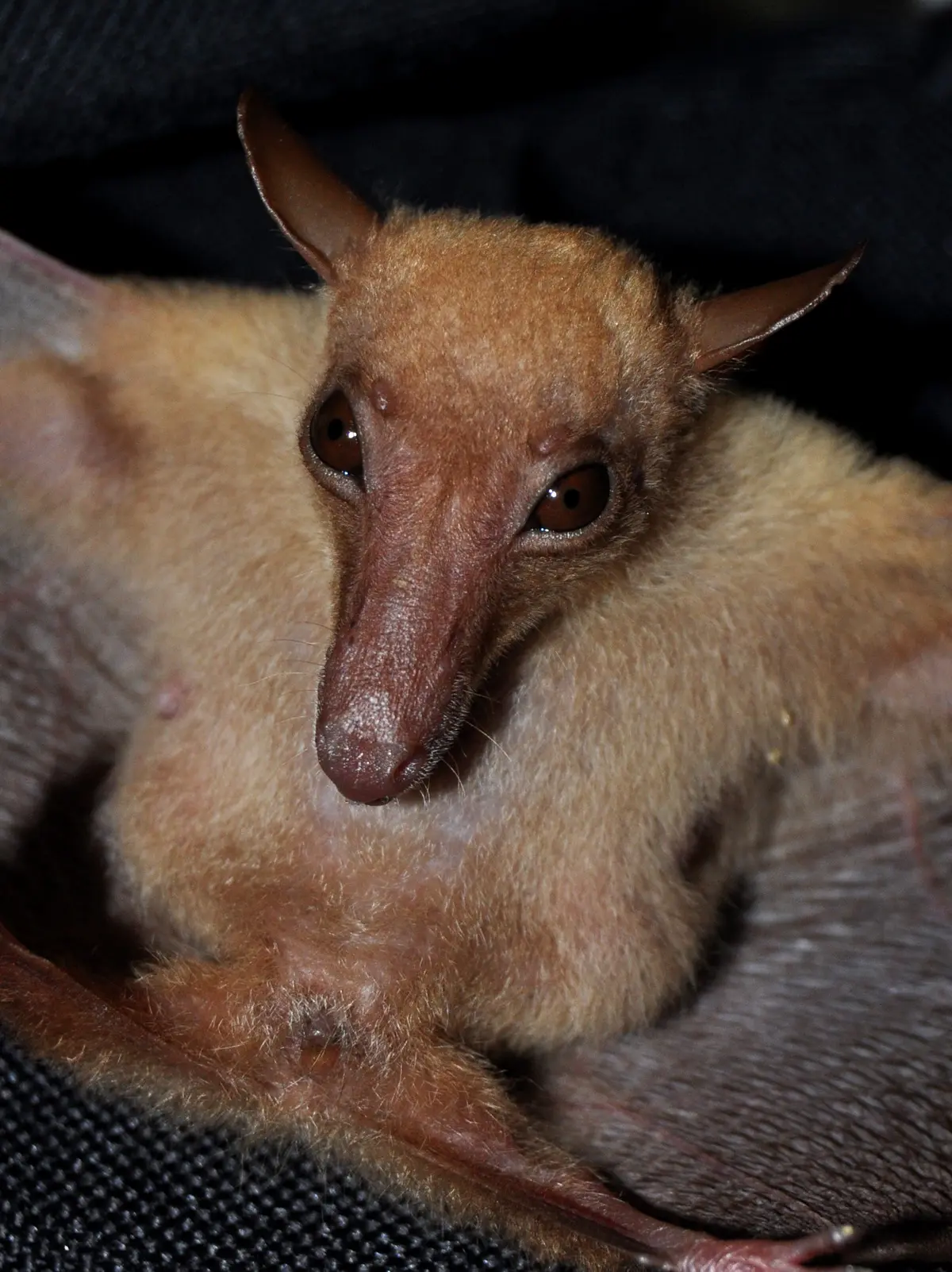 Long-tongued Fruit Bat