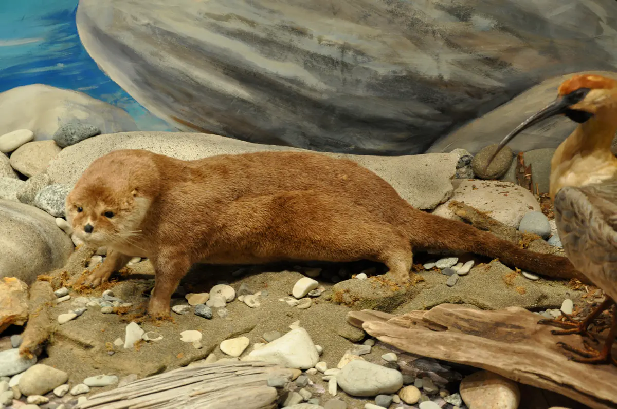 Lontra provocax