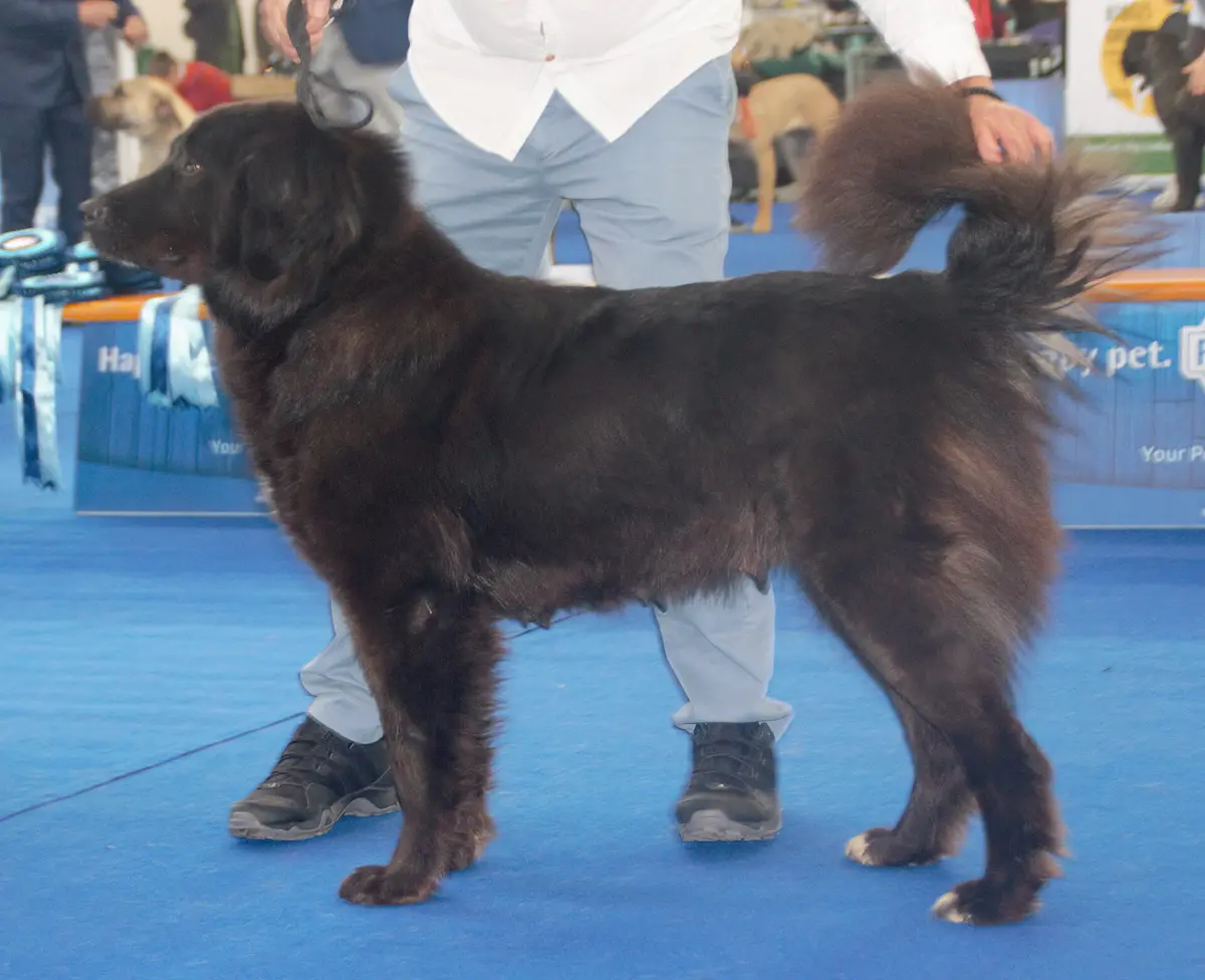 Macedonian Karaman