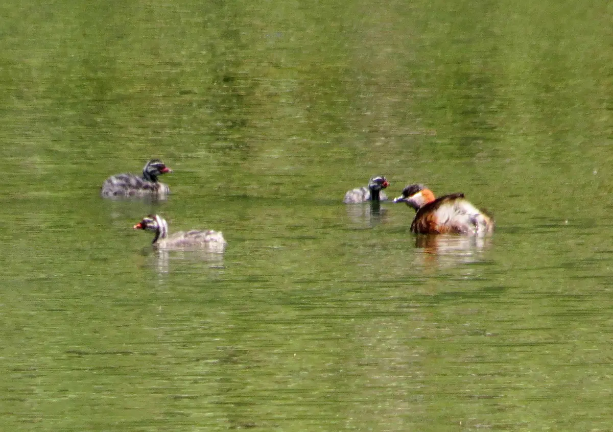 Madagascar Grebe