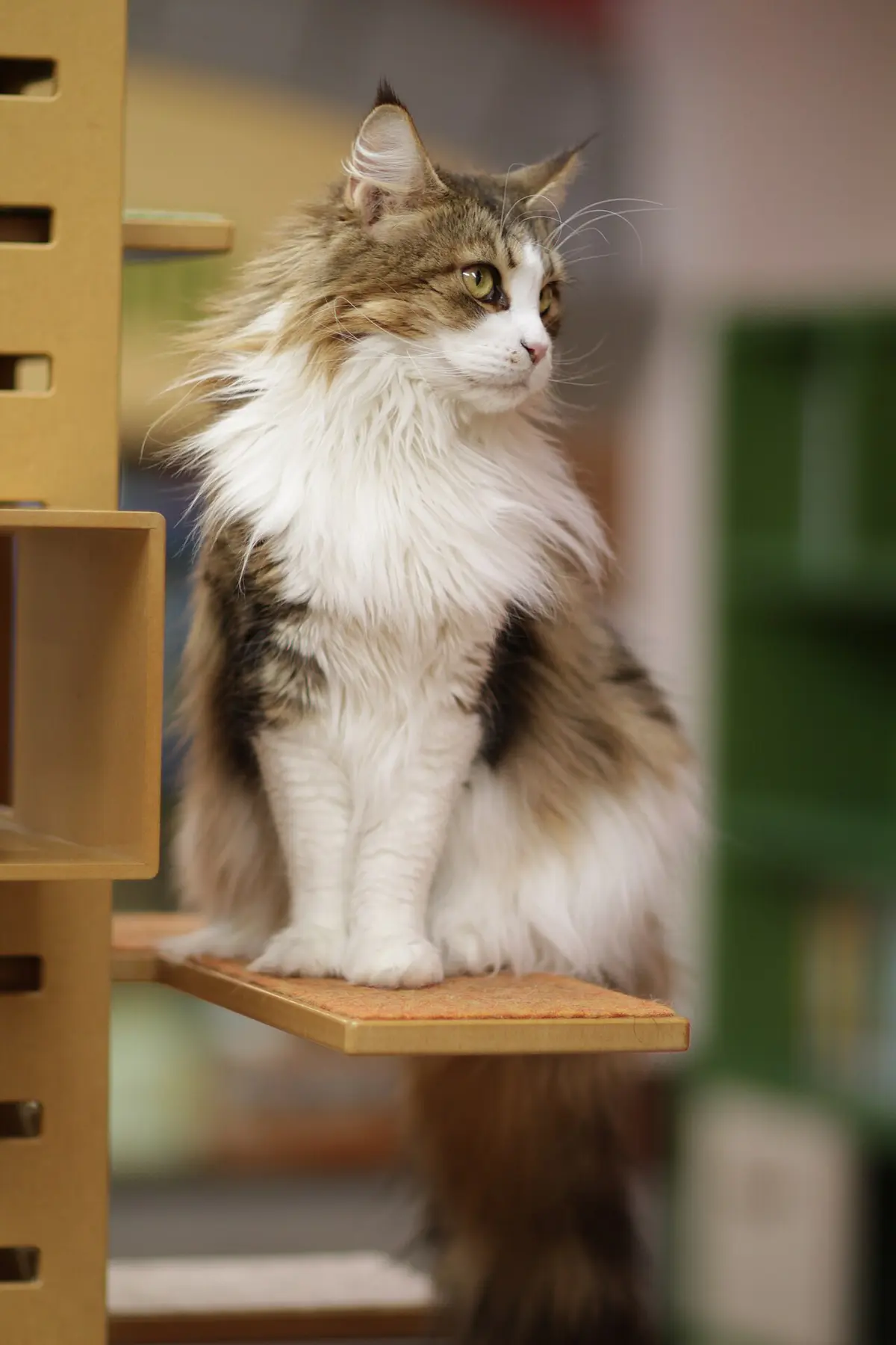 Maine coon