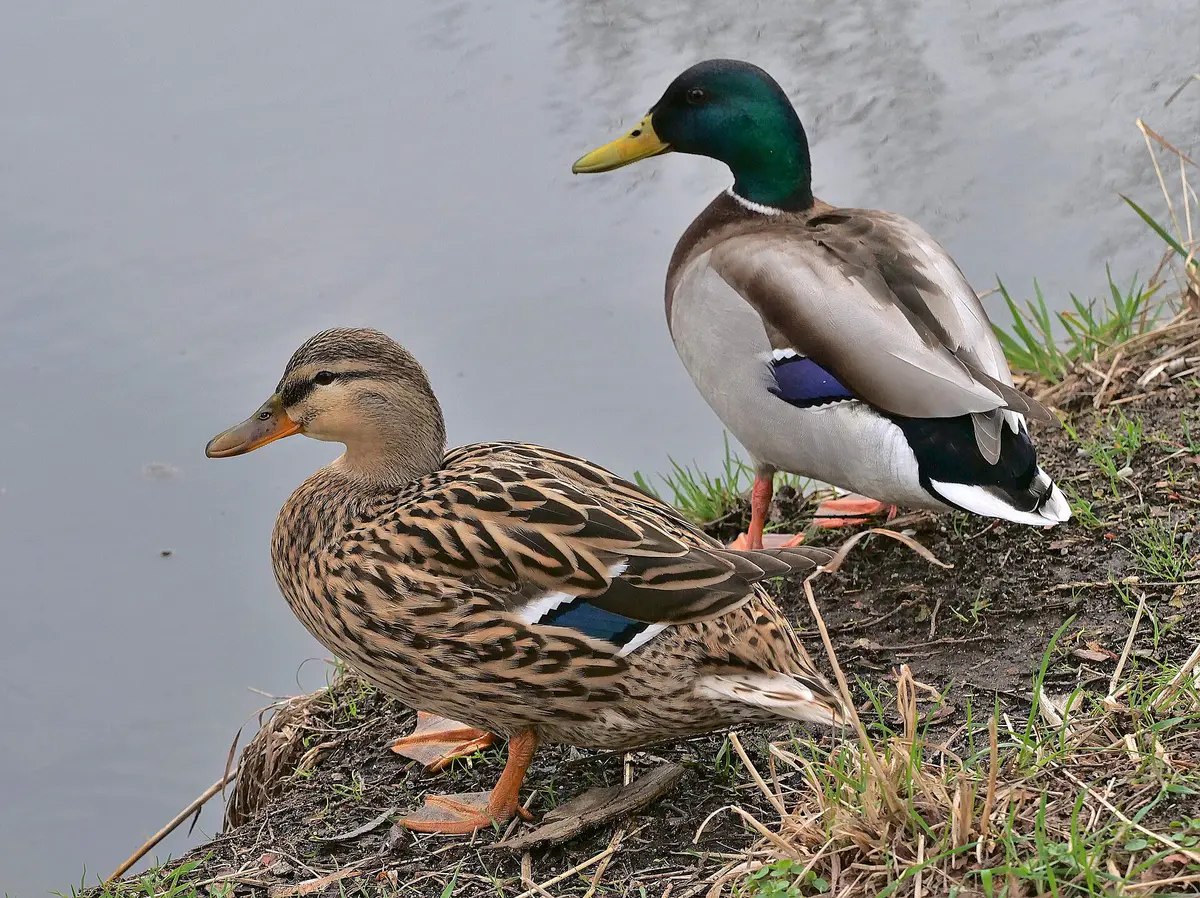 mallard