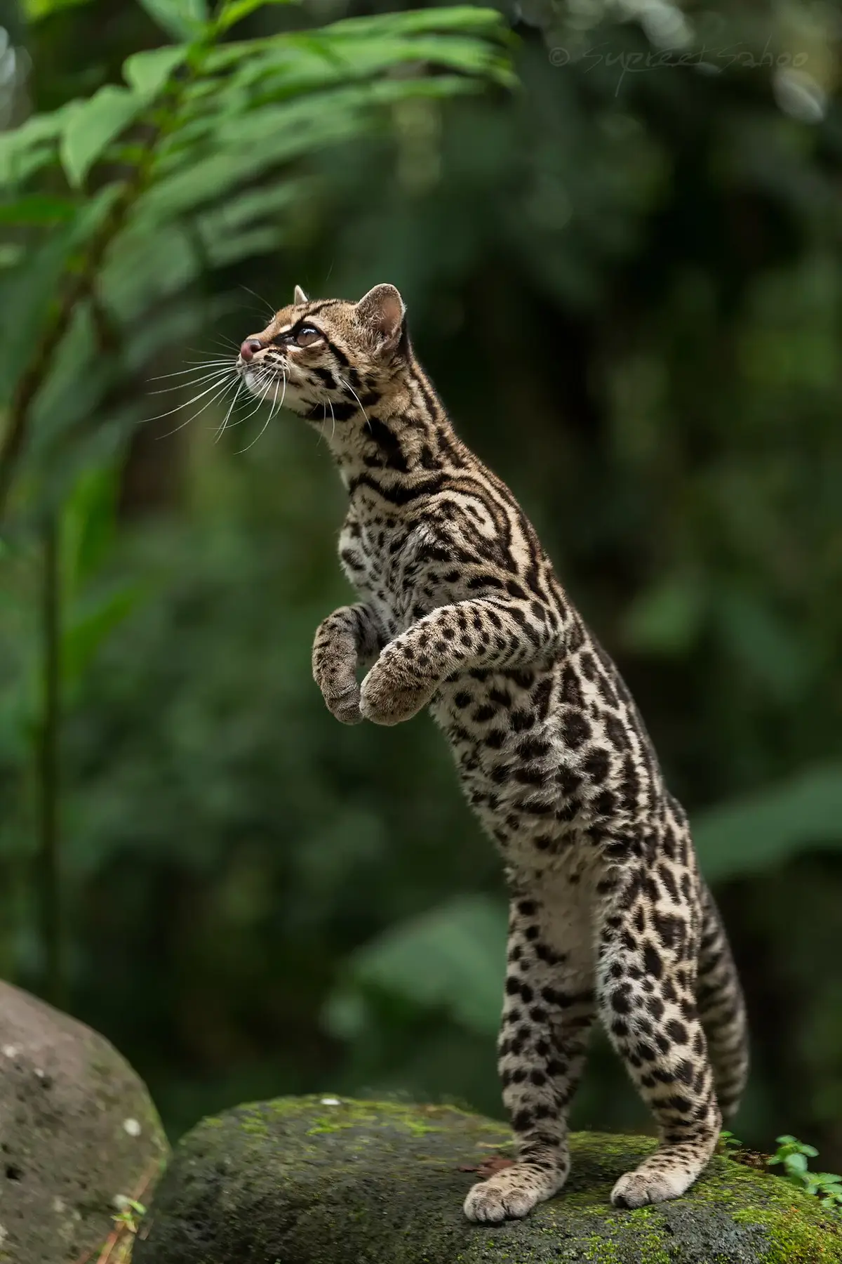 margay