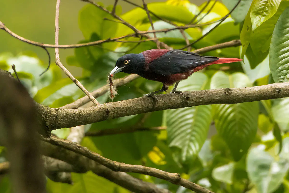 Maroon oriole