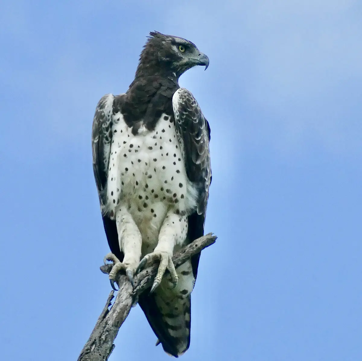Martial Eagle