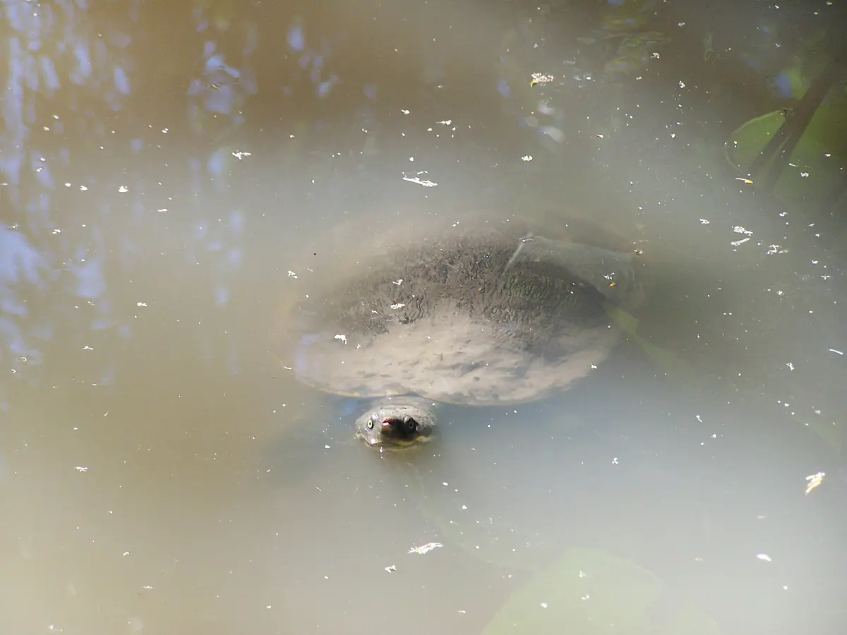 Mary River turtle