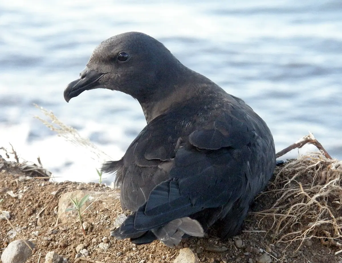 Mascarene Petrel