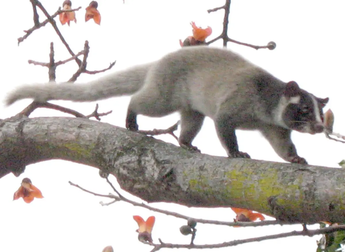 masked palm civet