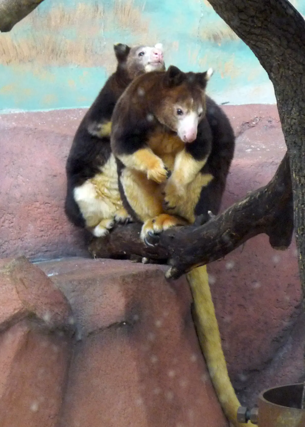 Matschie's tree-kangaroo