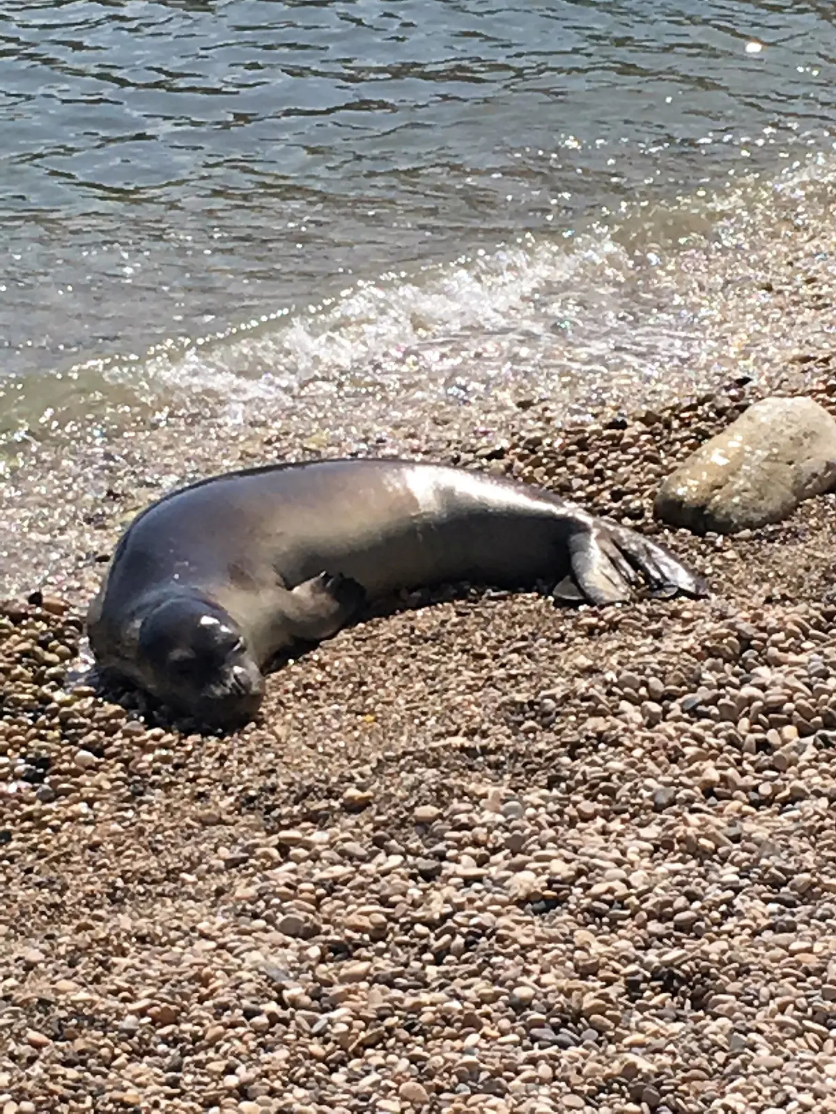 Mediterranean Monk Seal