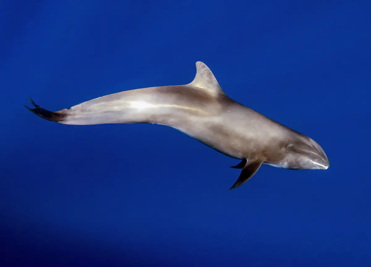 melon-headed whale