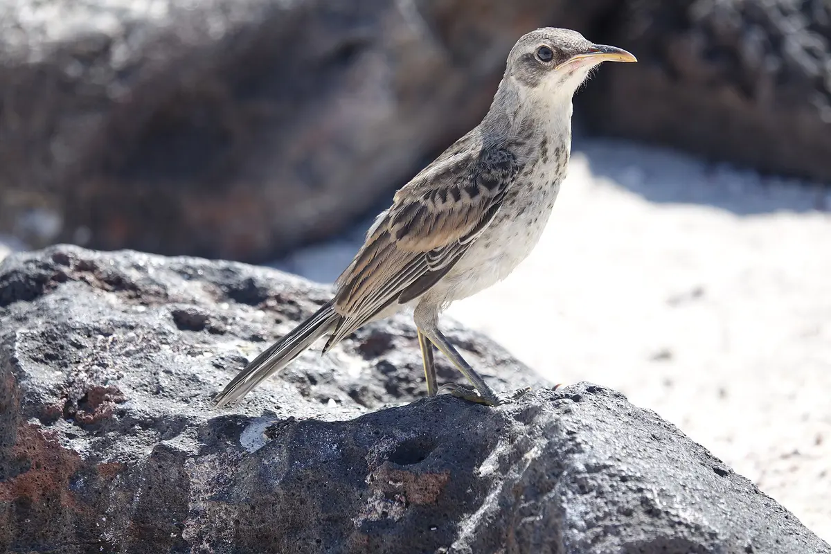 Mimus macdonaldi