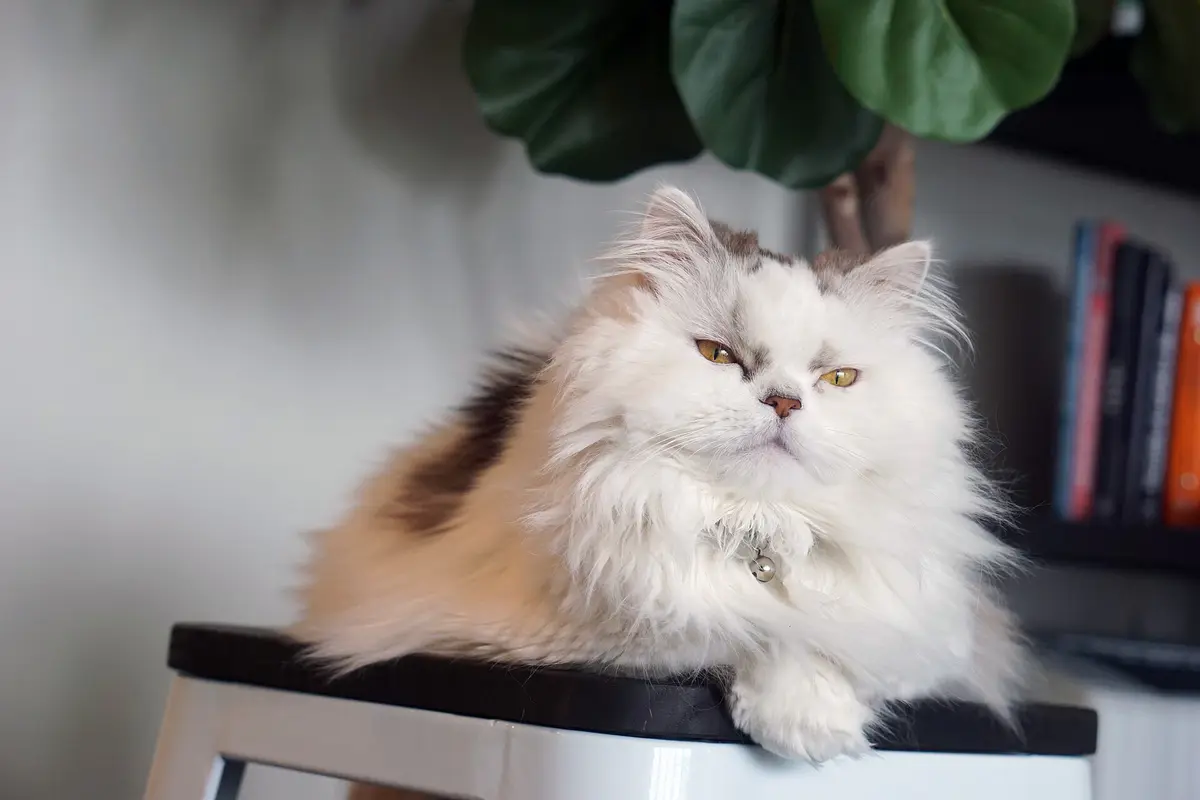 Minuet cat
