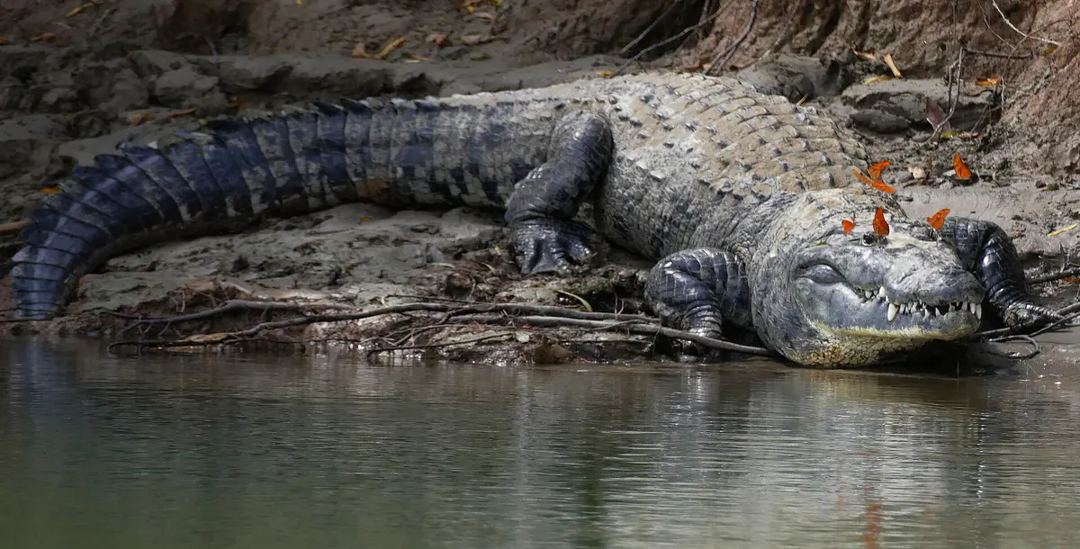 Morelet's crocodile
