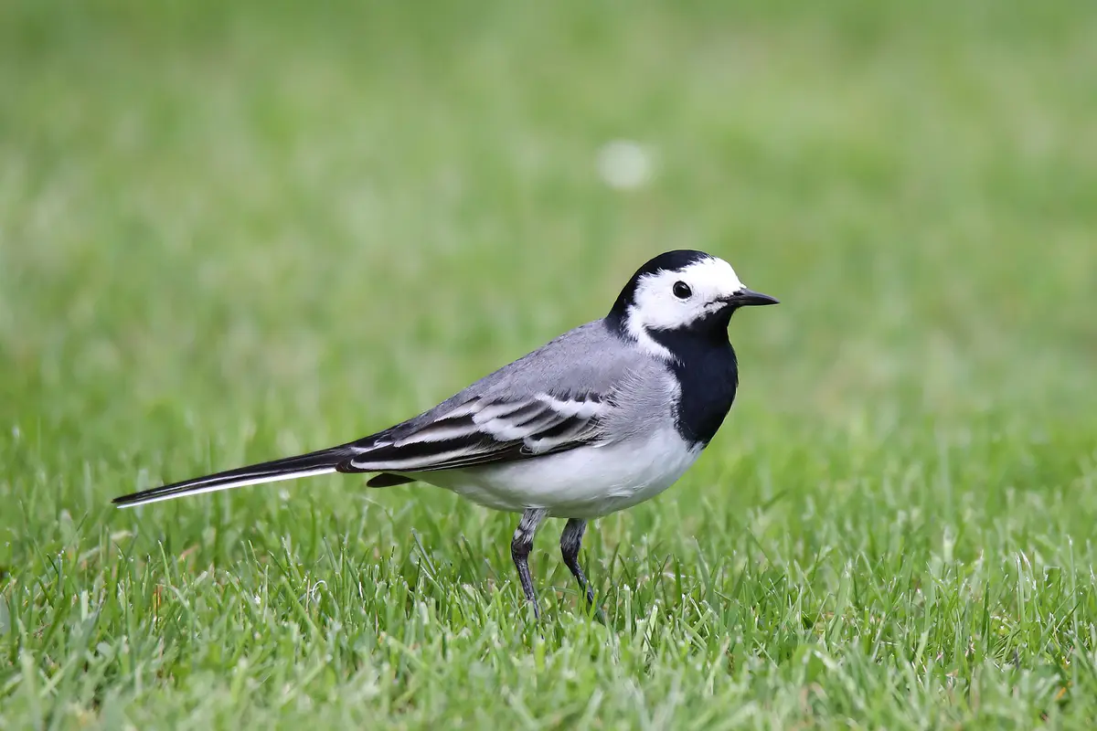 Motacilla alba