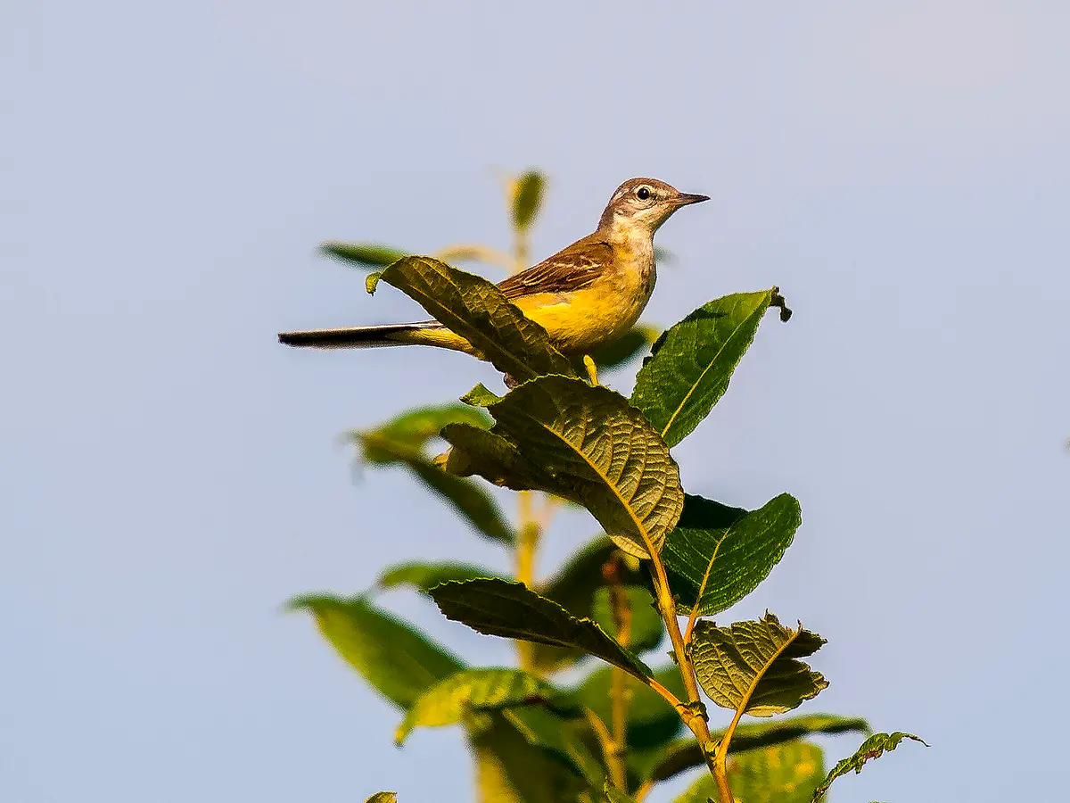 Motacilla flava