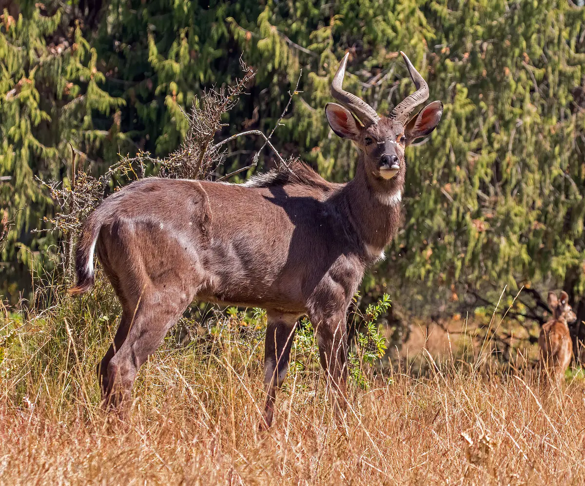 mountain nyala