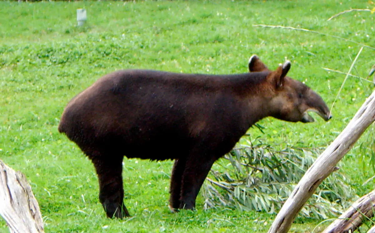 mountain tapir
