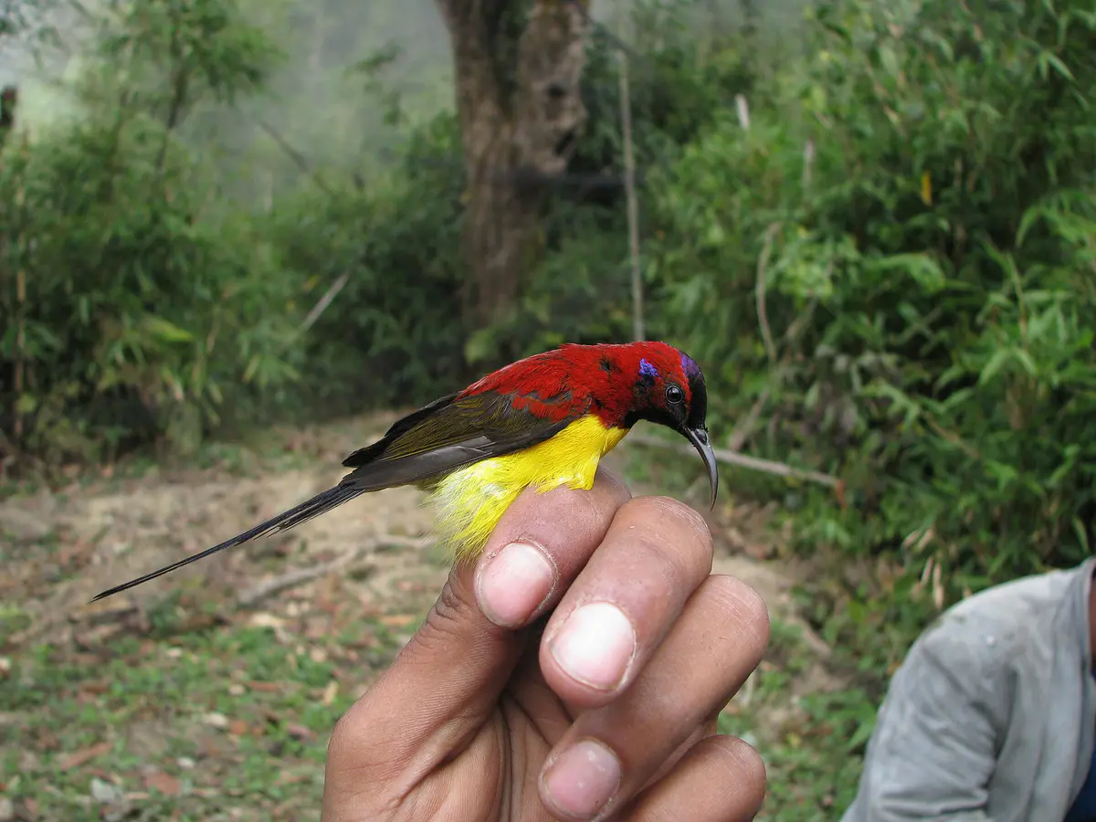 Mrs Gould’s Sunbird