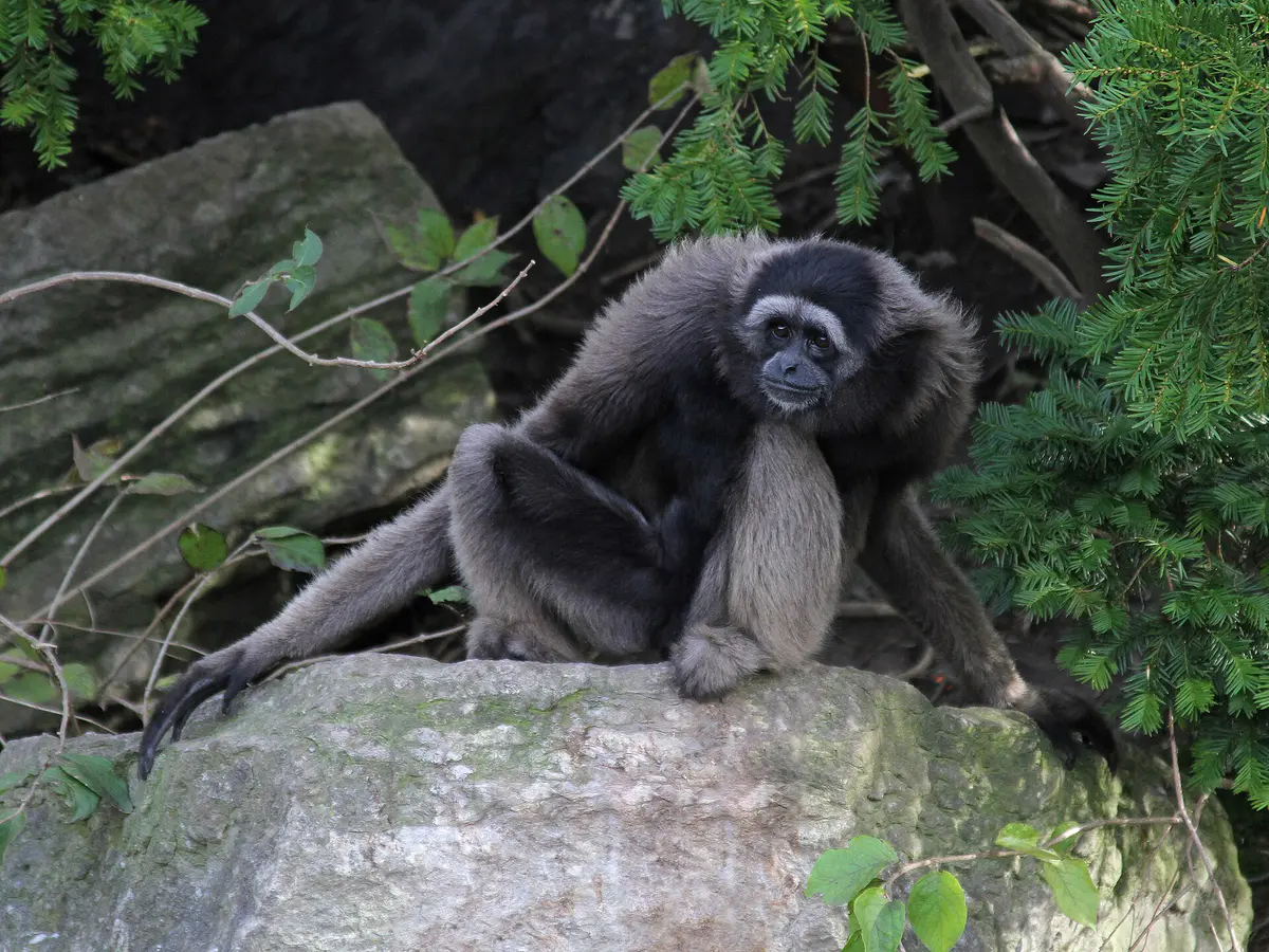 Müller's Bornean gibbon