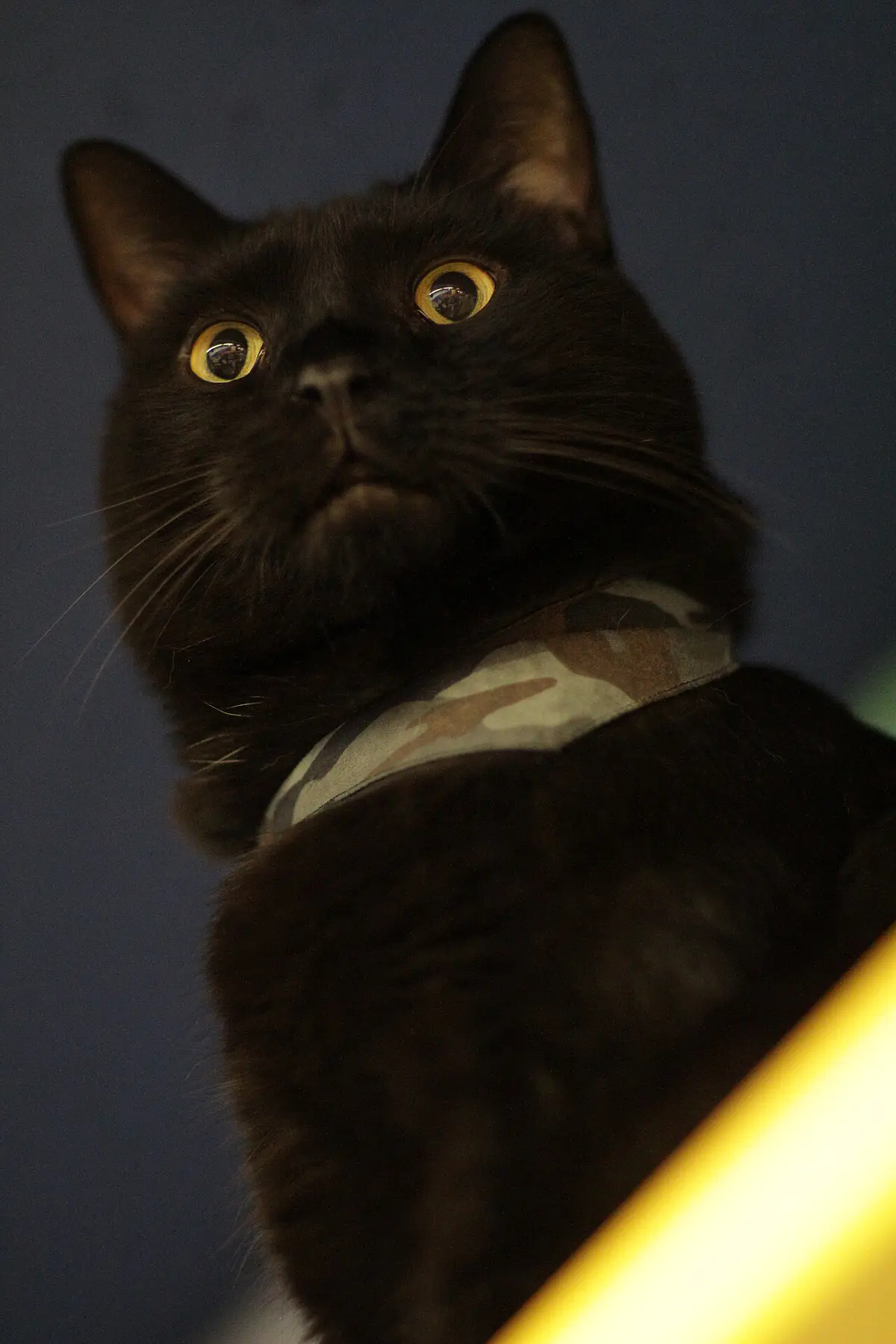 Munchkin cat