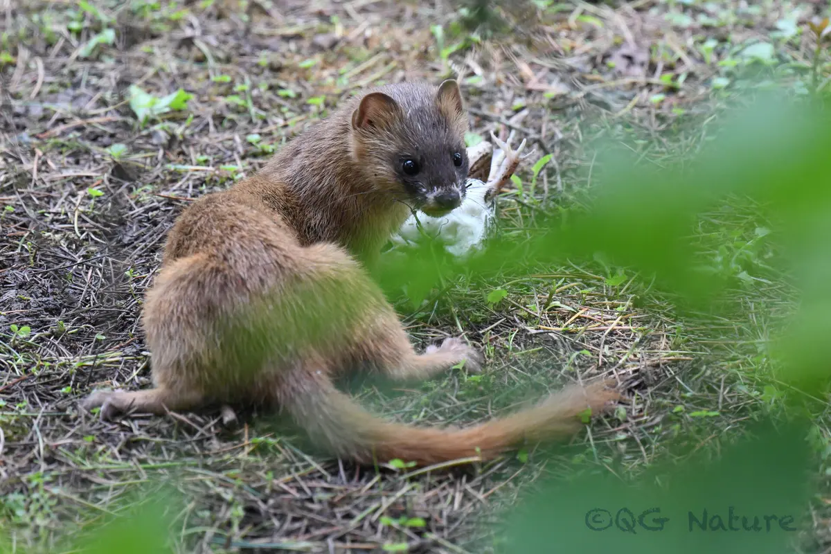 Mustela sibirica
