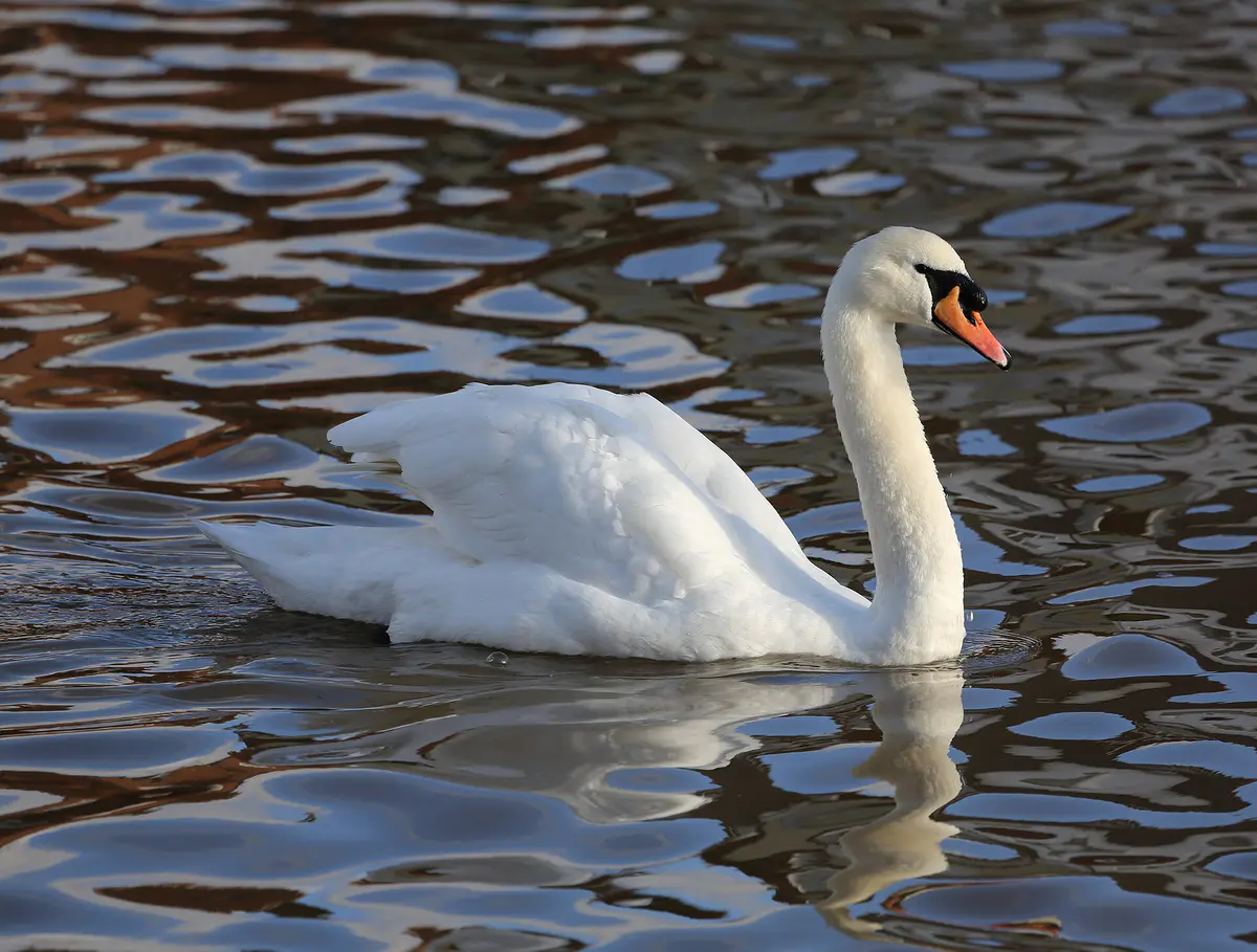 Mute Swan