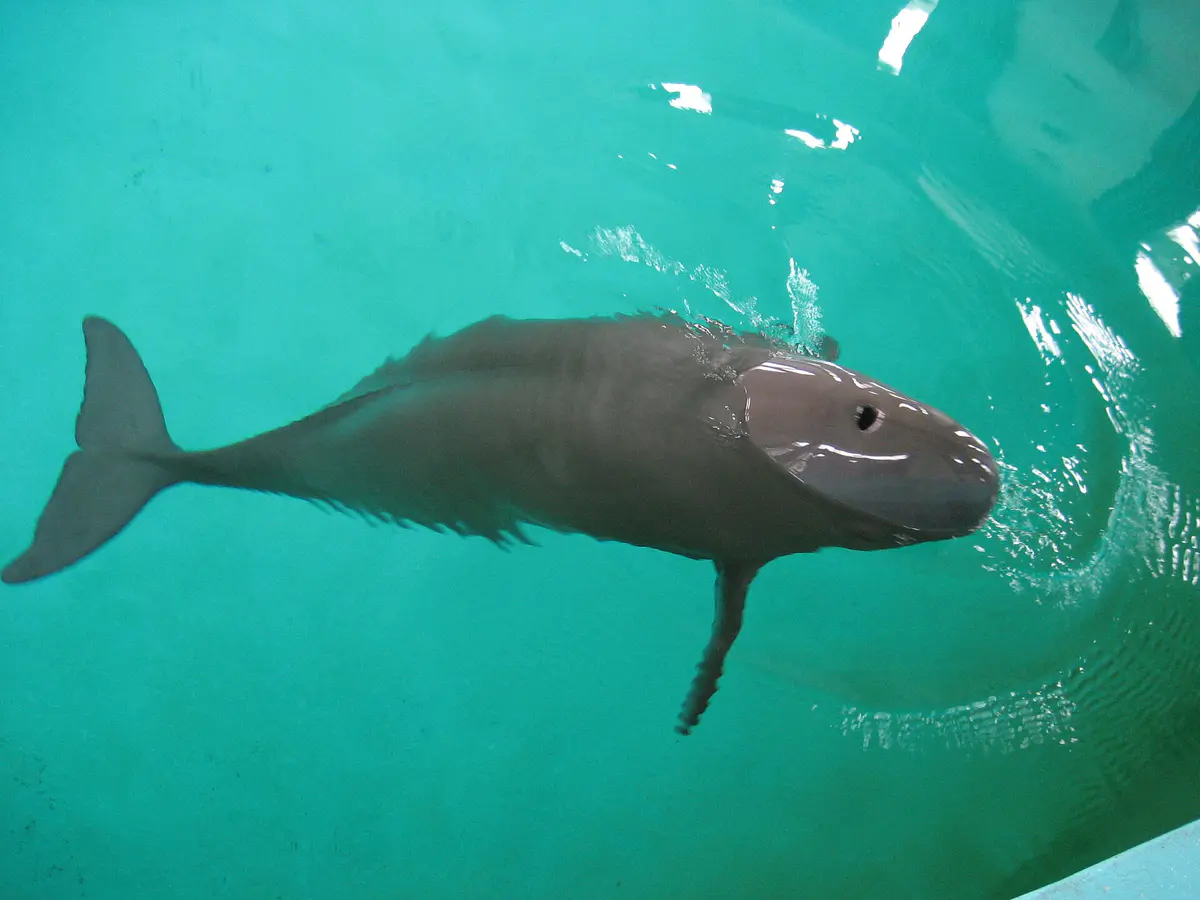 Narrow-ridged finless porpoise