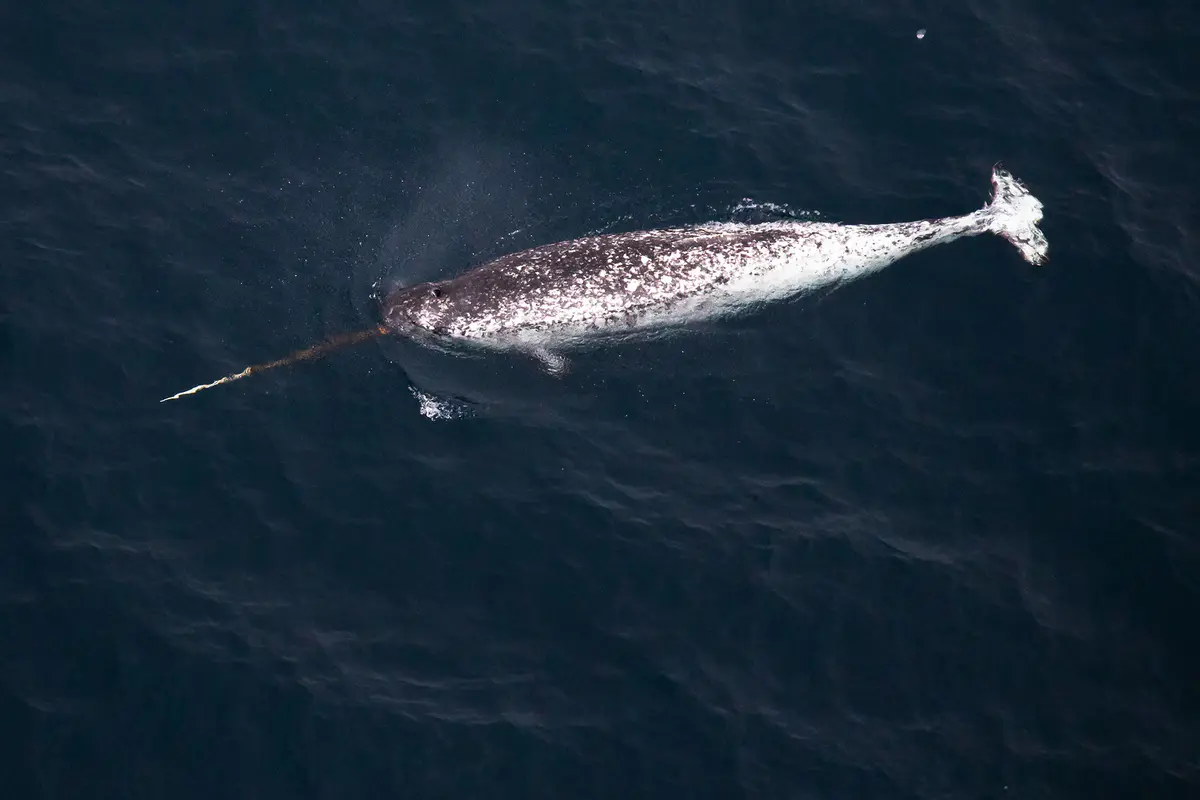 narwhal