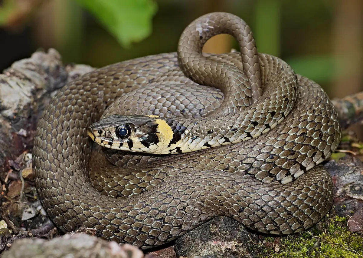 Natrix natrix