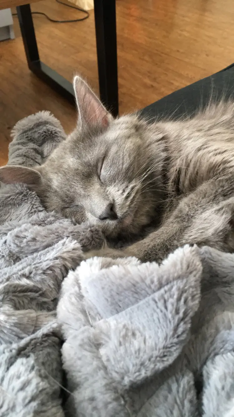Nebelung
