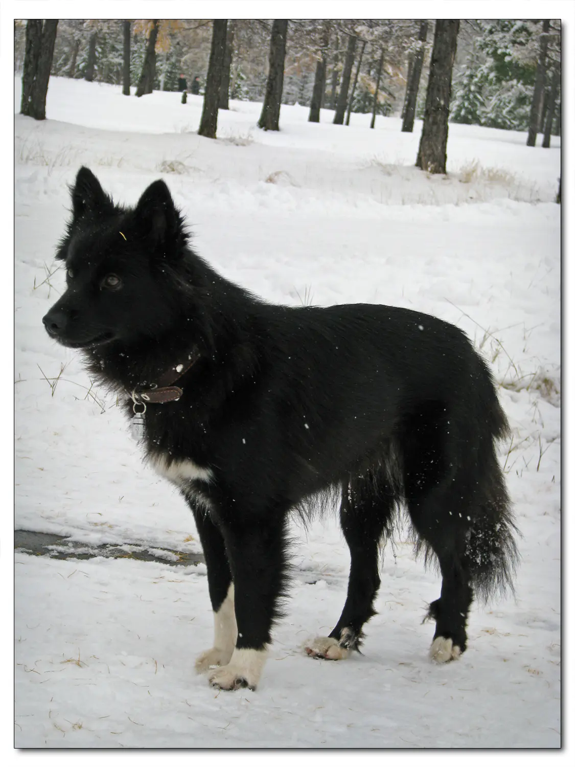 Nenets Herding Laika