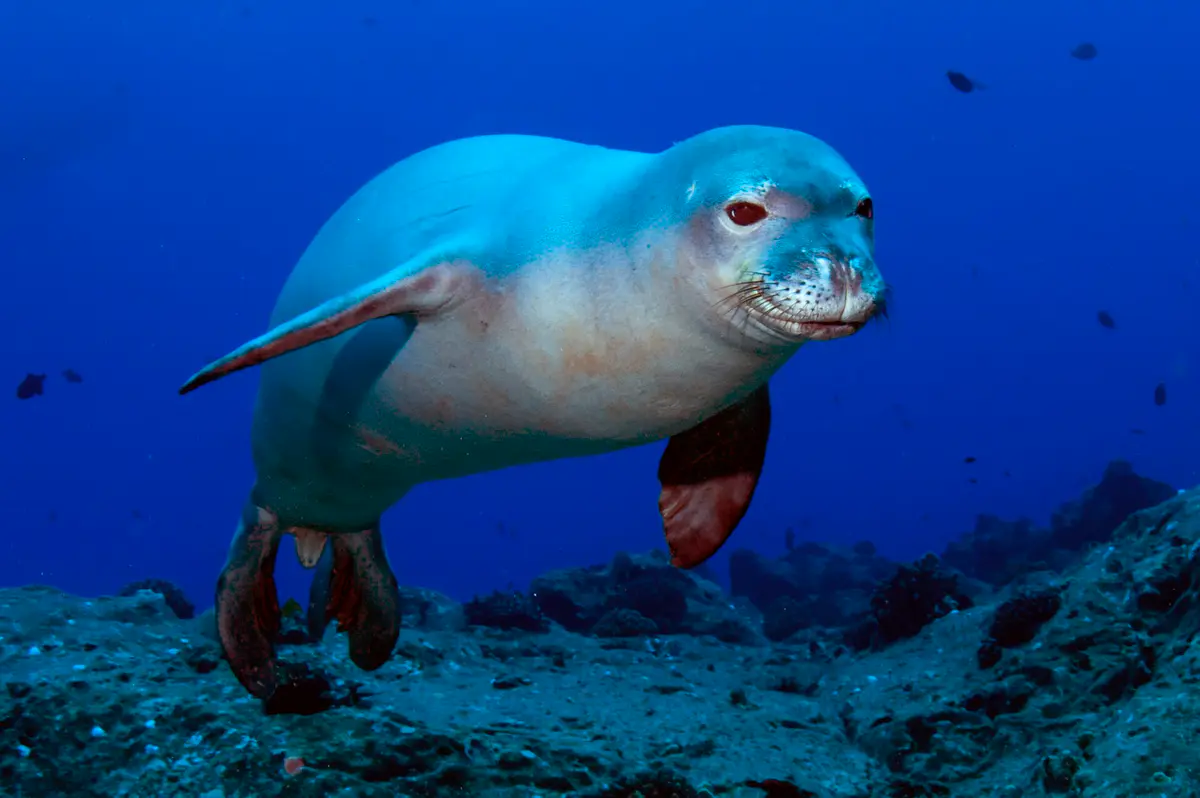 Neomonachus schauinslandi