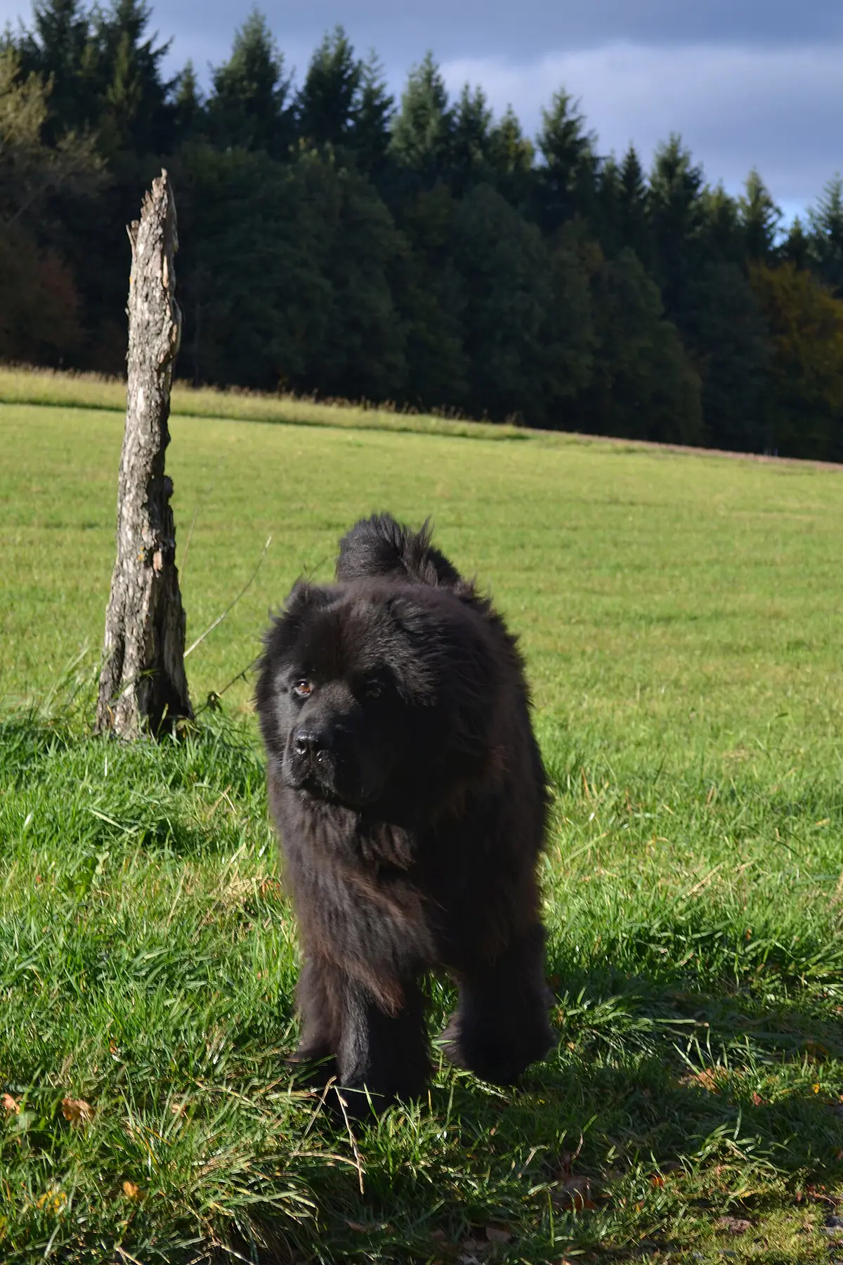 Newfoundland dog