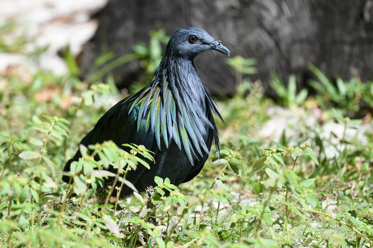 Nicobar Pigeon