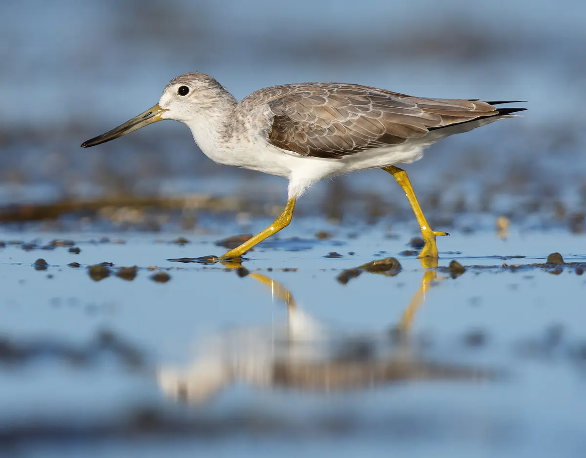 Nordmann’s Greenshank