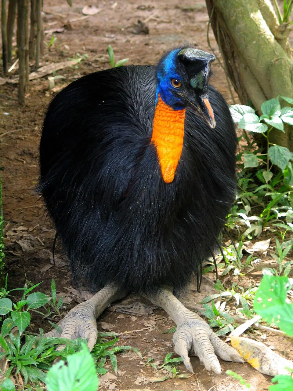 Northern Cassowary