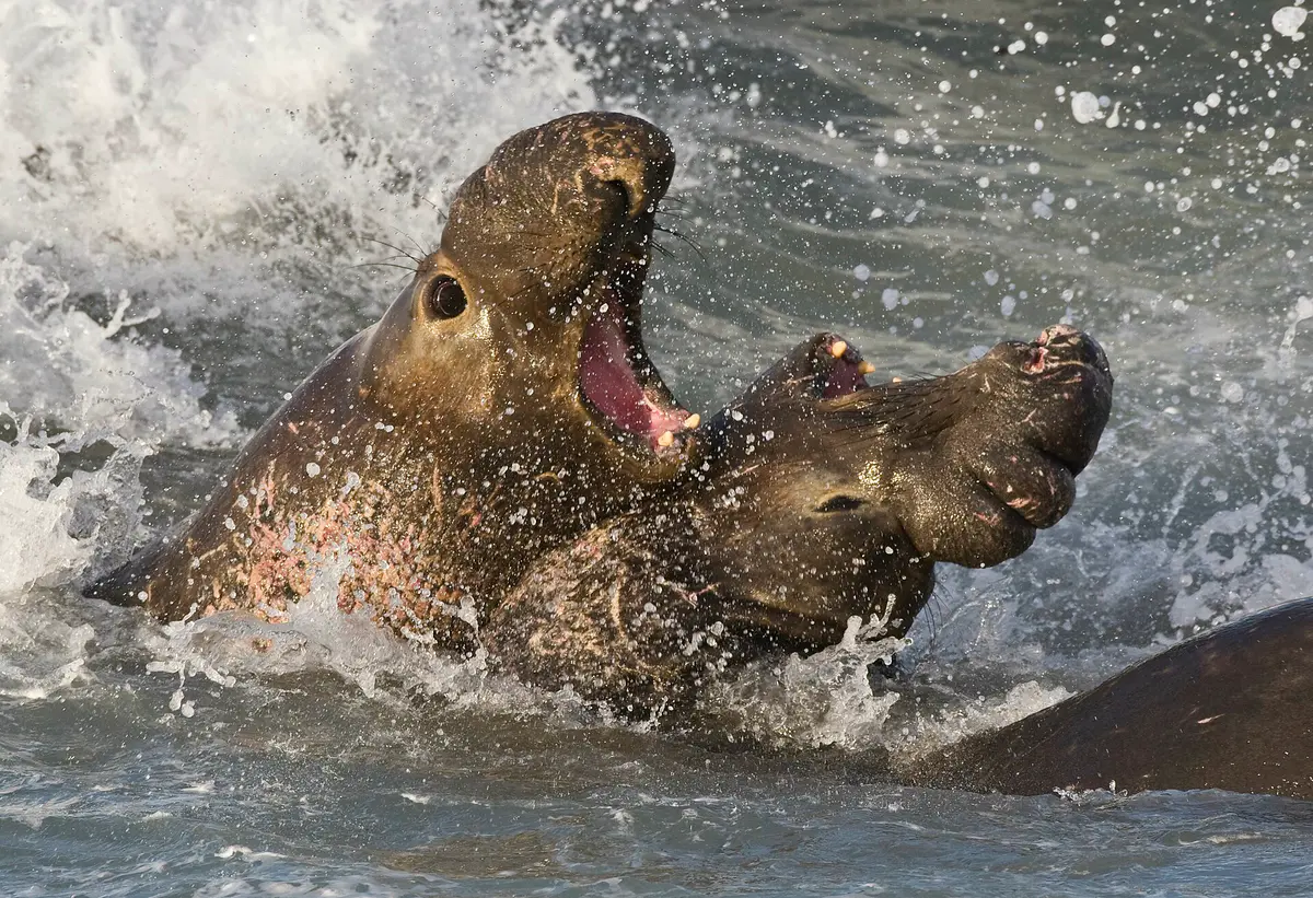 northern elephant seal