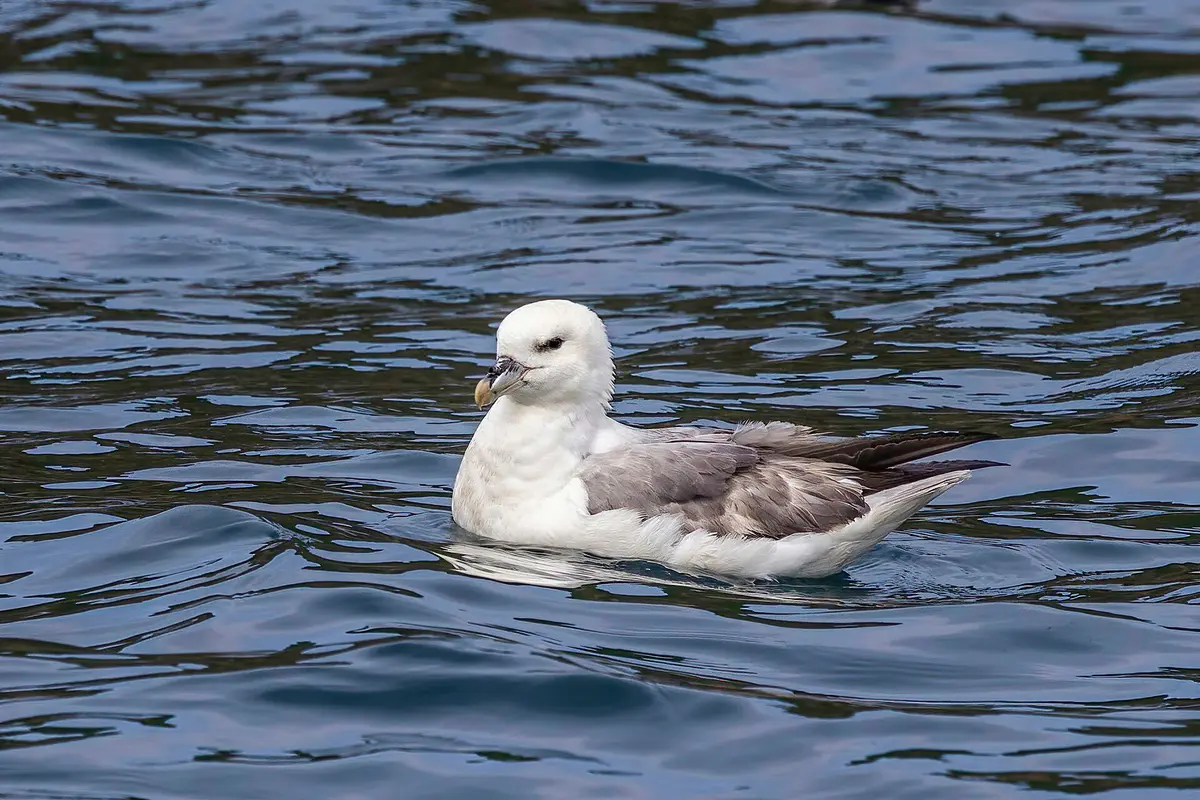 Northern Fulmar