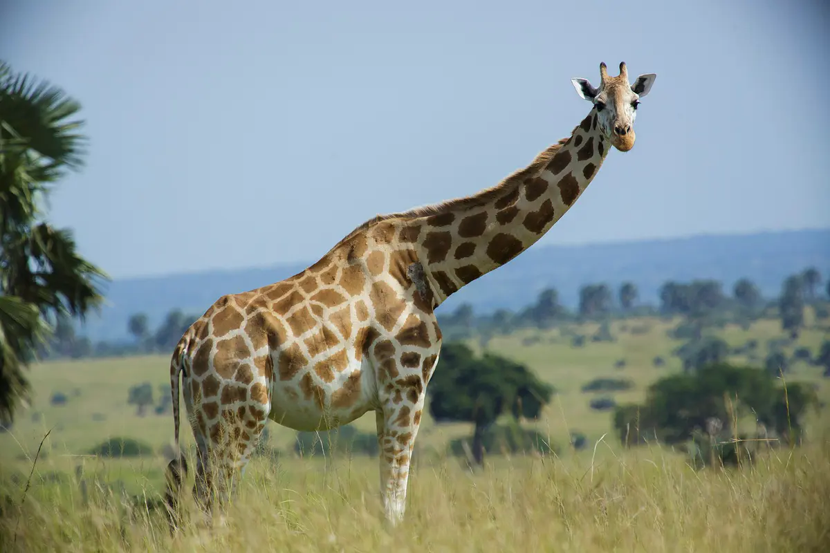 northern giraffe